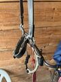 muserolle hackamore CWD