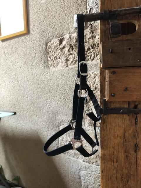 Licol noir cob