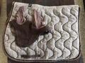 Tapis Paddock et bonnet équiline