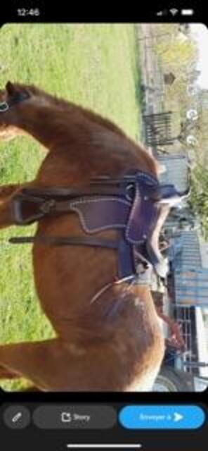 Selle western