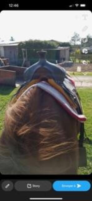 Selle western