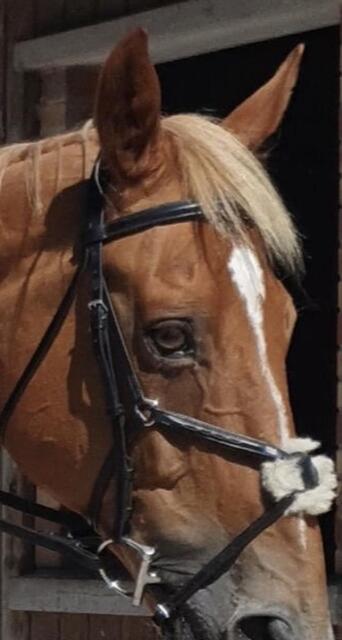 Filet EQUIPE