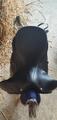 Selle dressage bates