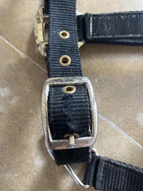 Licol noir effet crocodile