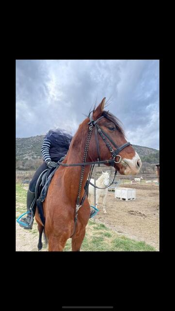 Gogue noir taille cheval