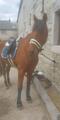 Tapis de dressage