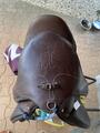Selle mixte 17 pouces