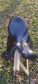Selle de dressage equipe Emporio 17 pouces
