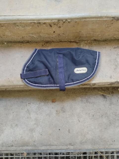 Manteau petit chien