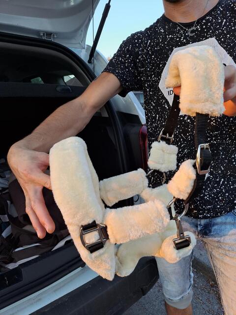 Licol mouton