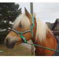 Licol vert Fouganza
