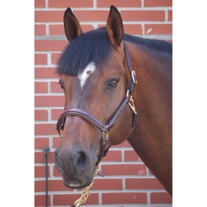 Licol dyon poney neuf