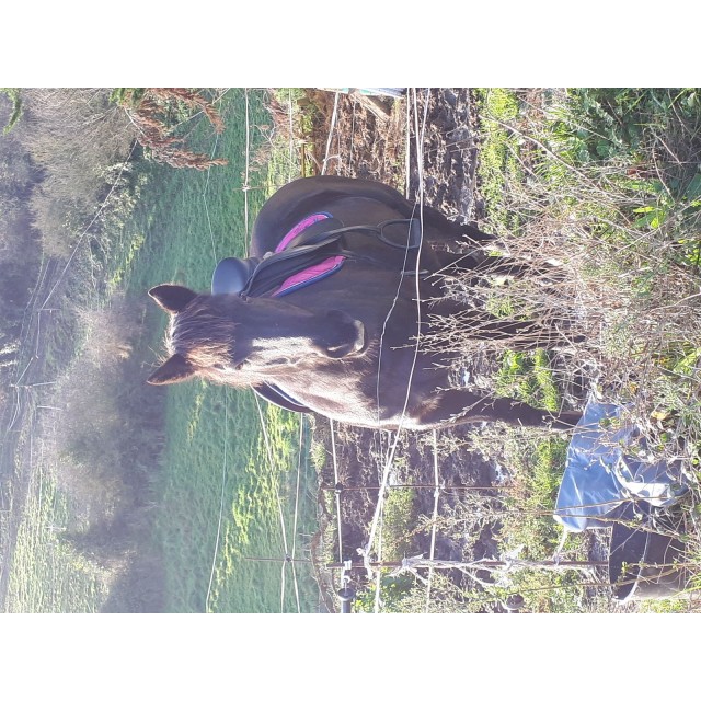 Superbe selle teckna dressage