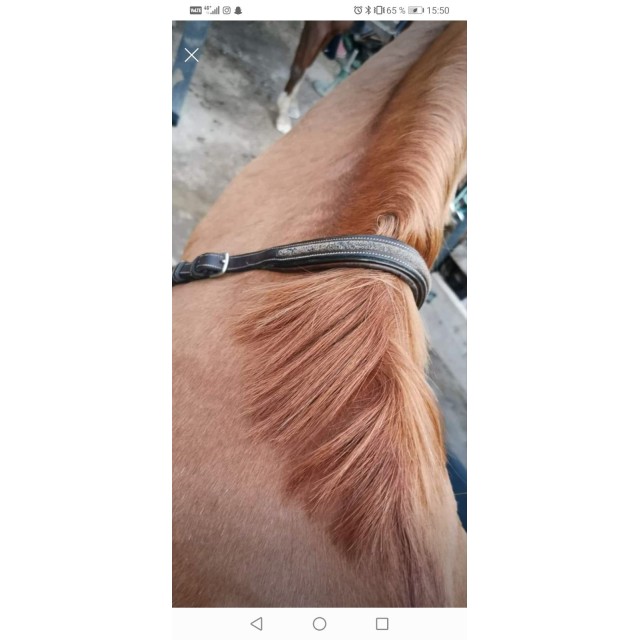 Collier de chasse