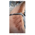 Collier de chasse