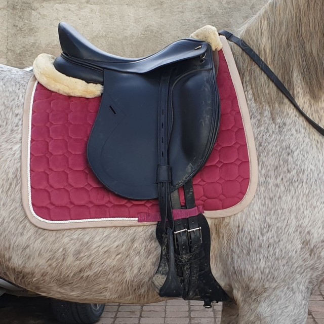 TEKNA DRESSAGE S8