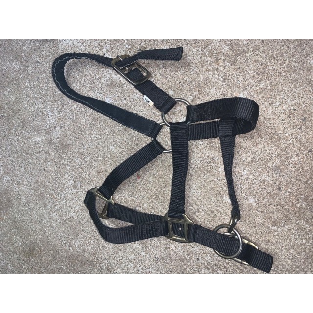 Licol taille poney + Longe