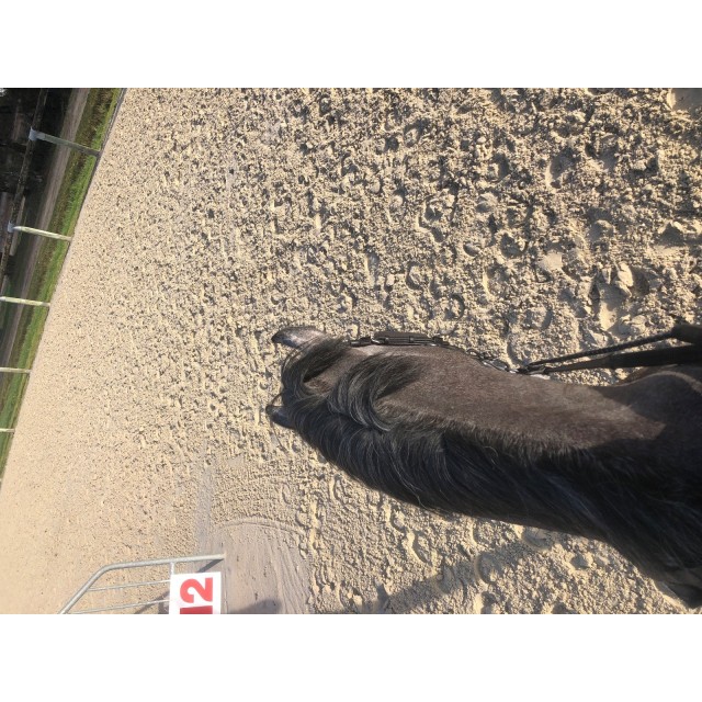 Selle Devoucoux Biarritz S 17 pouces