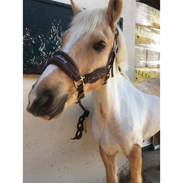 Licol fouganza taille cob