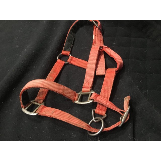 licol rouge taille shetlands