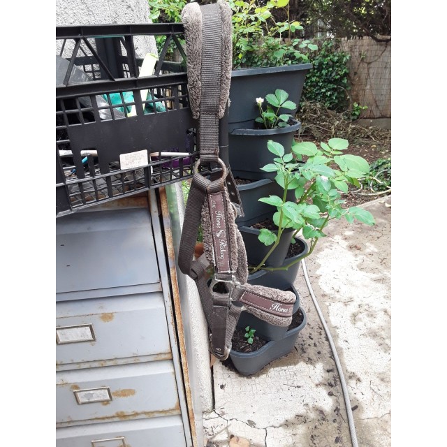 Licol fouganza marron+ longe marron et blanche fouganza.