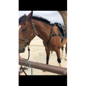 Collier de chasse 5 points Time Rider