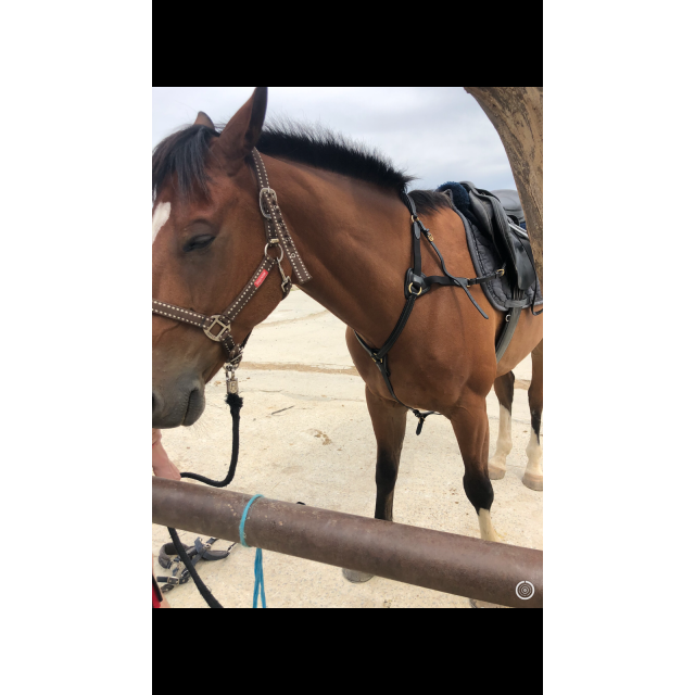 Collier de chasse 5 points Time Rider