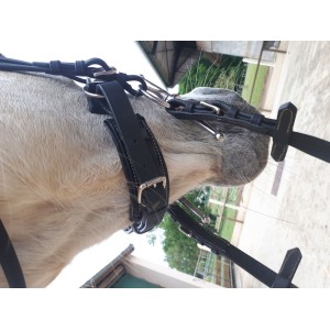 Brison privilège equitation.  VERNIS.  Poney . Noir neuf.