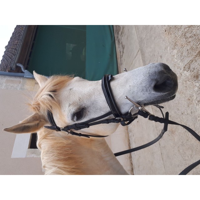 Brison privilège equitation.  VERNIS.  Poney . Noir neuf.