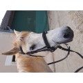 Brison privilège equitation.  VERNIS.  Poney . Noir neuf.