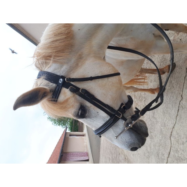 Brison privilège equitation.  VERNIS.  Poney . Noir neuf.