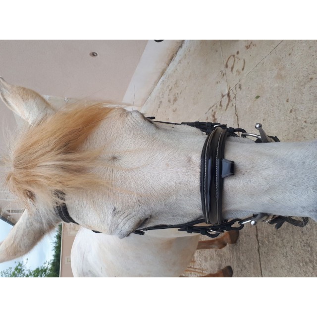 Brison privilège equitation.  VERNIS.  Poney . Noir neuf.
