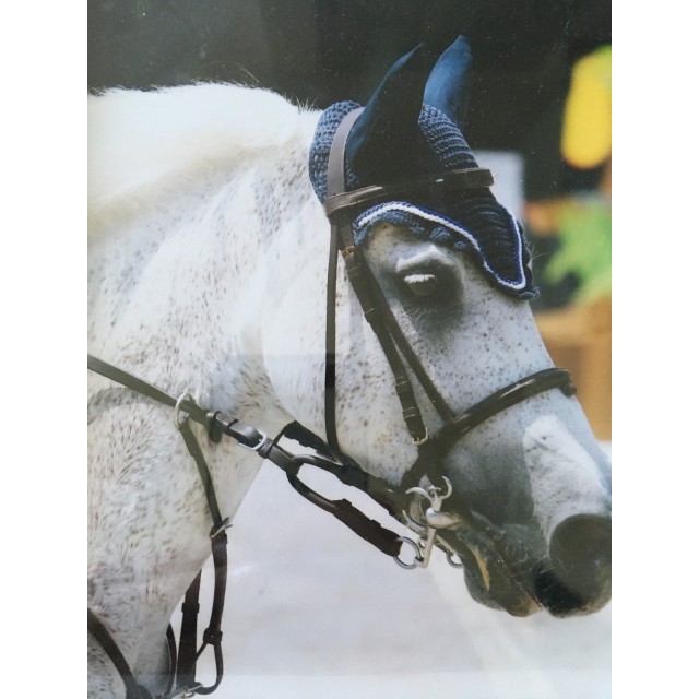 Filet et rênes Norton avec collier de chasse Éric Thomas