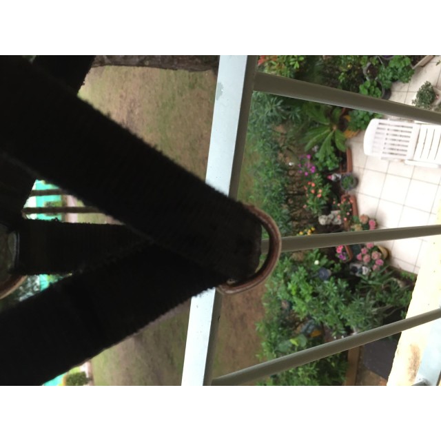 licol poulain noir