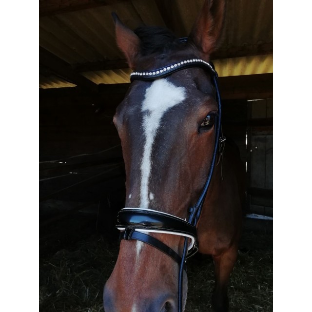 Bridon mountain horse