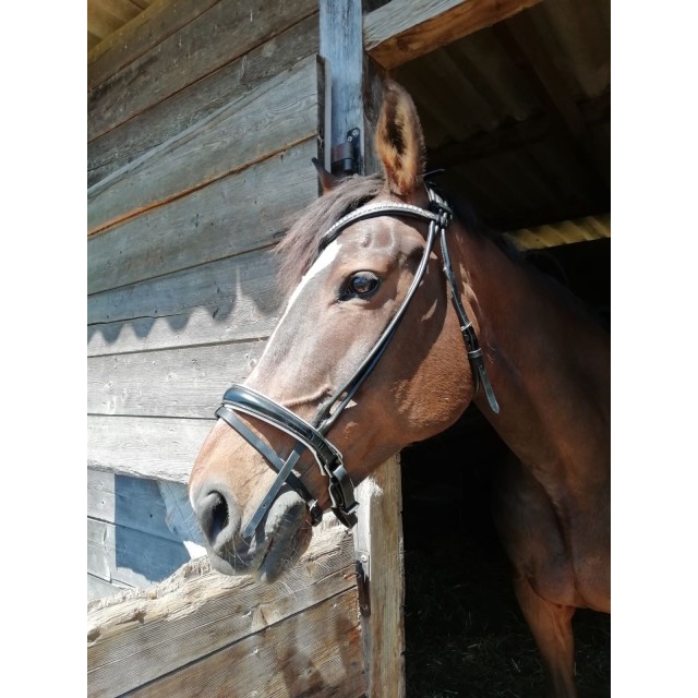 Bridon mountain horse
