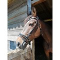 Bridon mountain horse
