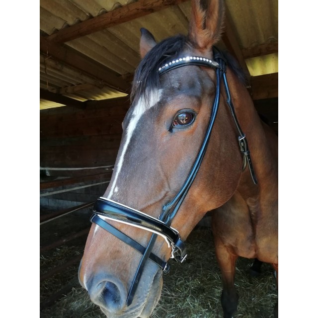 Bridon mountain horse