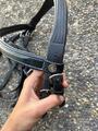 Bridon Canter cheval