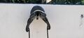 Selle de dressage Childéric