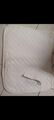 Tapis de selle de concours blanc