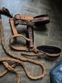 licol orange mouton