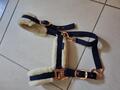 Licol Mouton Marine et gold