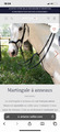 Martingale Antares