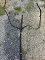 Collier de chasse taille cheval norton
