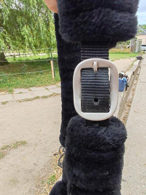Licol mouton