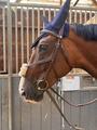 Bridon Norton