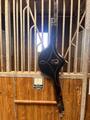 Bavette norton 135cm noire
