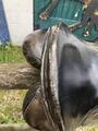 selle de dressage