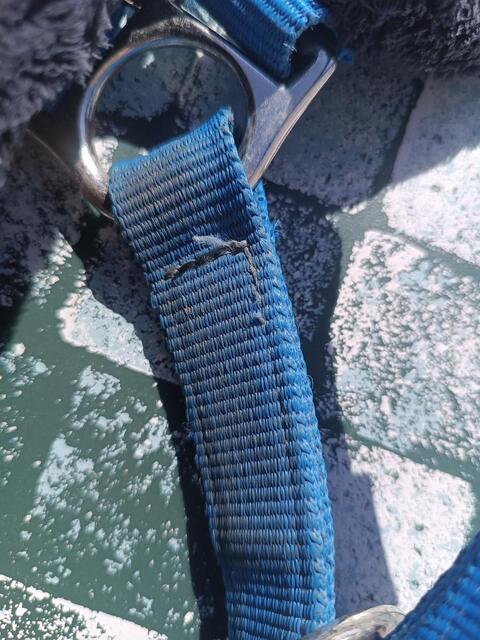 Licol Fouganza bleu roi